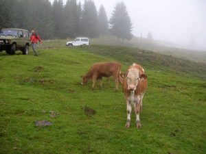 Saalbach 2010 – 4x4 Trial, Foto 6