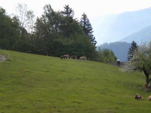 St. Wolfgang 2011 – 4x4 Trial, Foto 7